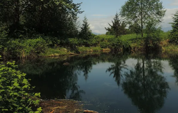 Картинка небо, отражения, деревья, природа, пруд, вечер, forest, Nature