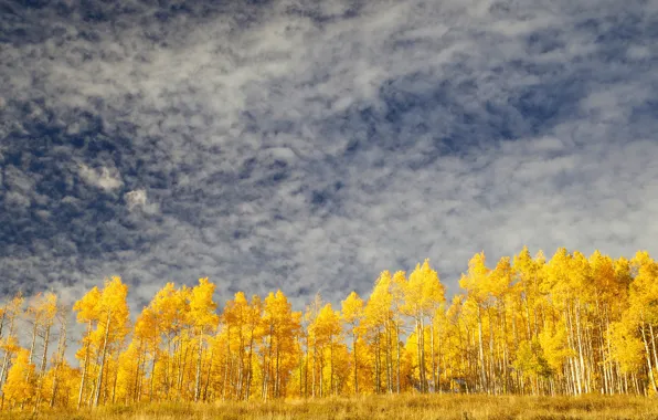 Картинка осень, небо, облака, деревья, желтые, осенние, золотая осень