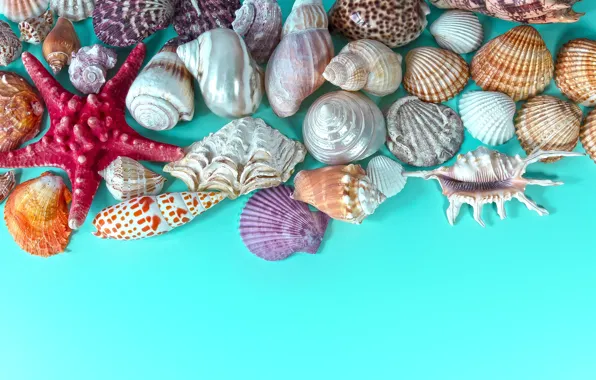 Ракушки, морская звезда, рыжие, разные, голубой фон, коллекция, морские, раковины