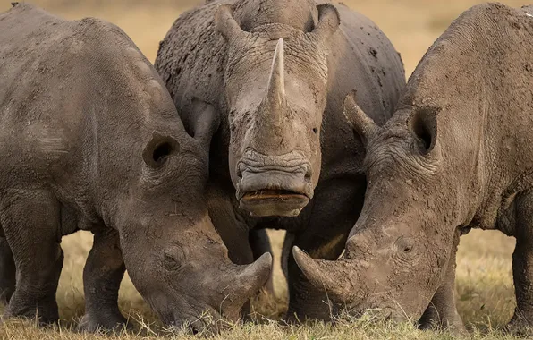 Картинка animals, nature, africa, wildlife, Rhinoceroses
