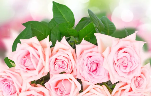Розы, букет, pink, flowers, roses, розовые розы