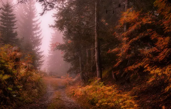 Картинка дорога, осень, лес