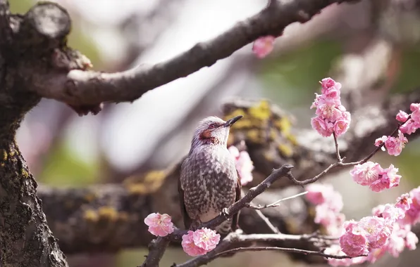 Картинка дерево, птица, весна