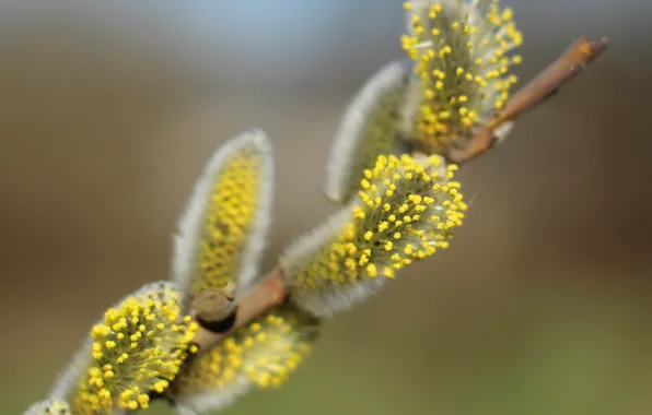 Spring, twig, base kitten
