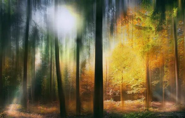 Картинка abstract, Colours, serene, fairytale forest