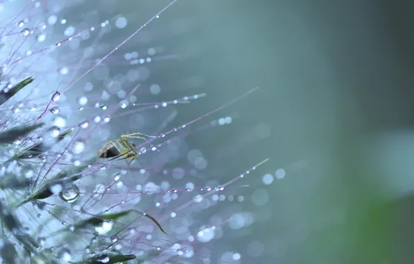 Spider, drops, dandelion