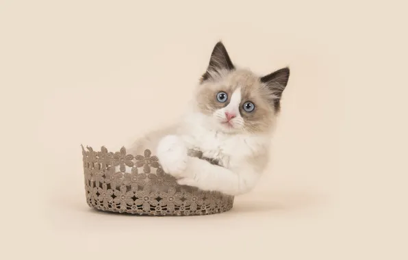 Кошка, взгляд, поза, котенок, лапки, лежит, голубые глаза, мордашка