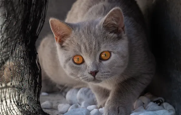 Кошка, кот, взгляд, морда, поза, темный фон, камни, котенок