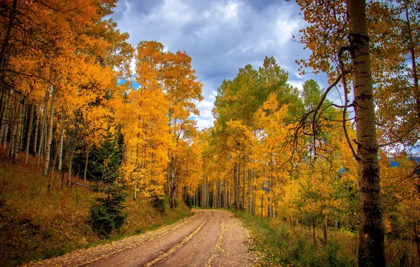 Картинка дорога, осень, лес, листья, деревья, природа, парк, colors