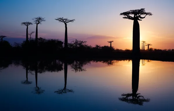 Вода, деревья, отражение, утро, Африка, баобабы