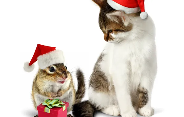 Картинка кошка, кот, подарок, шапка, новый год, бурундук, Christmas, cat