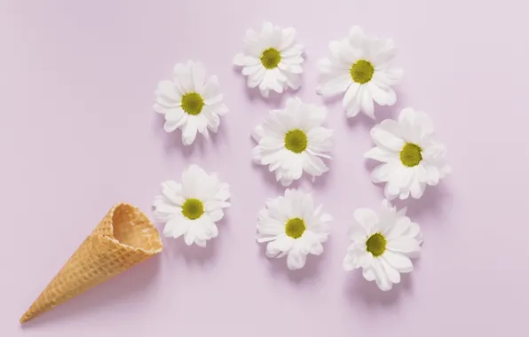 Ромашки, рожок, flowers, cute, camomile, tender, cone, вафельный