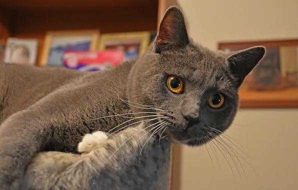 Кошка, кот, взгляд, поза, серый, комната, стена, портрет