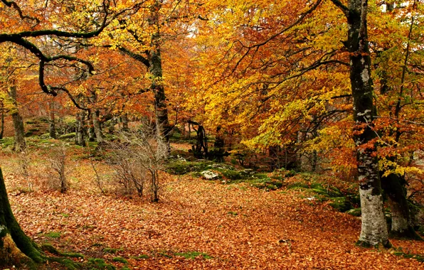 Картинка осень, листья, деревья, лем