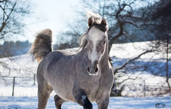 Картинка морда, серый, конь, лошадь, позирует, (с) OliverSeitz