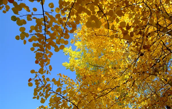 Осень, небо, листья, дерево, крона