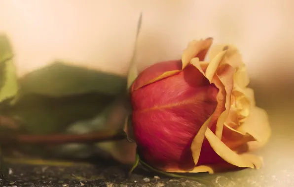 Цветы, фон, розы