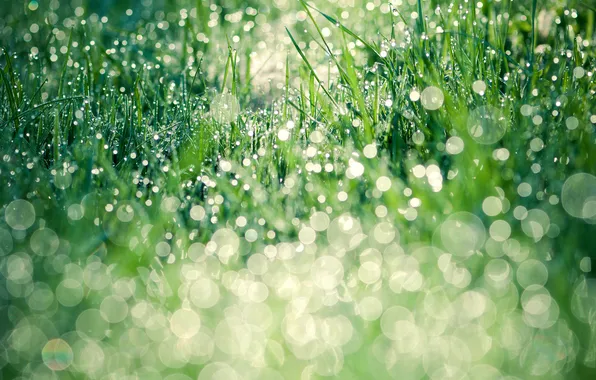 Картинка зелень, трава, листья, вода, капли, природа, роса, газон