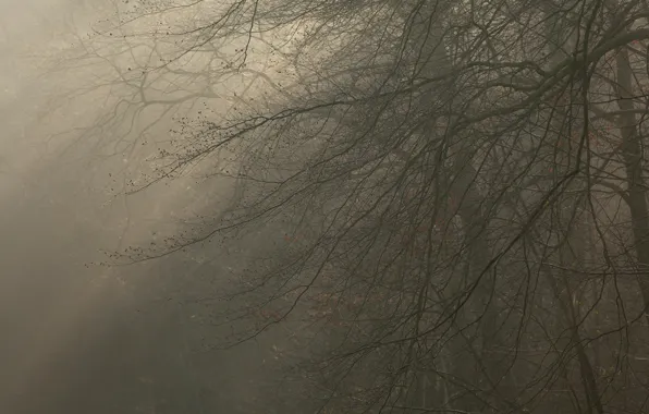Картинка деревья, ветки, туман