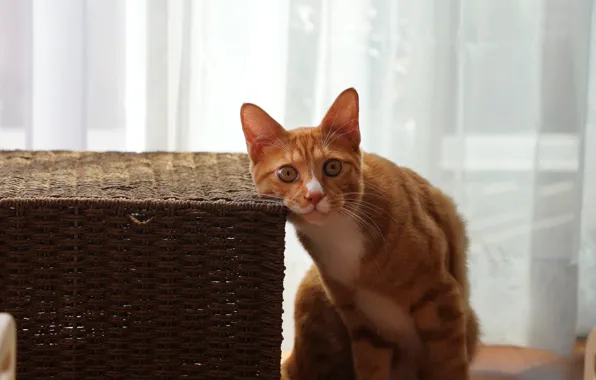 Кошка, кот, взгляд, свет, корзина, рыжий, занавески, мордашка