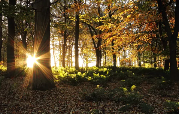 Картинка осень, лес, солнце, лучи, деревья