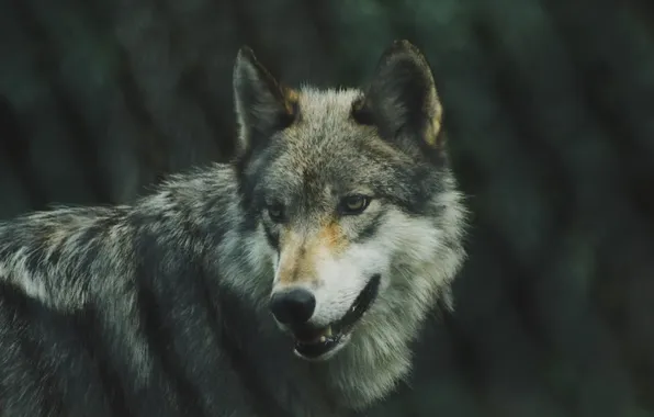 Nature, predator, animal, wolf, wildlife, portrait, portrait., Canis lupus. face