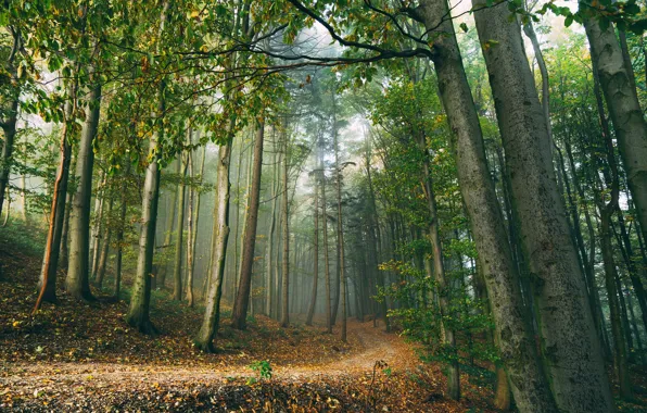 Лес, пейзаж, природа, стволы, красота