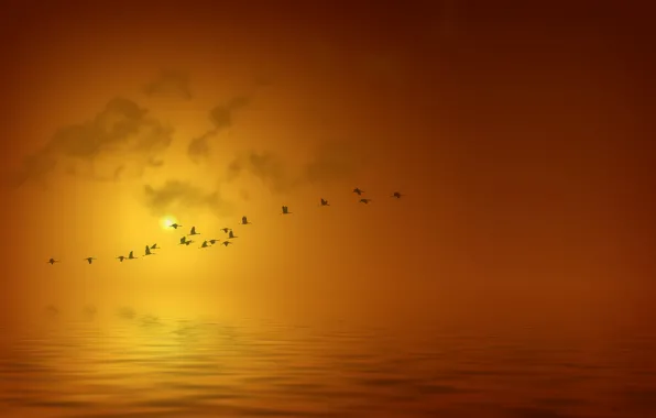 Картинка море, вода, солнце, полет, пейзаж, закат, птицы, фон