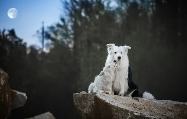 Лес, собаки, взгляд, деревья, природа, поза, камни, луна