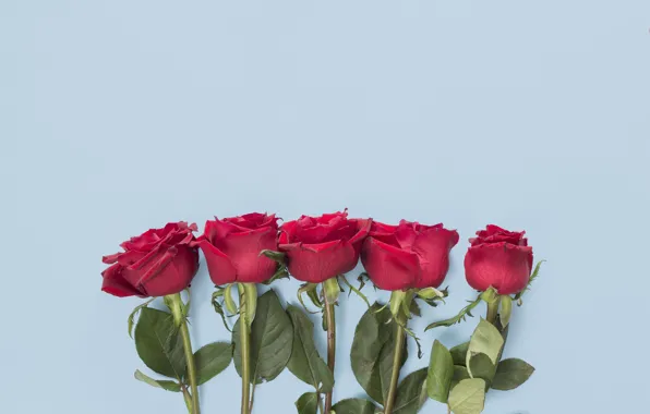 Цветы, розы, рамка, красные, red, flowers, romantic, roses