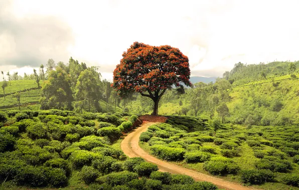 Дорога, зелень, поле, лето, деревья, пейзаж, природа, холмы