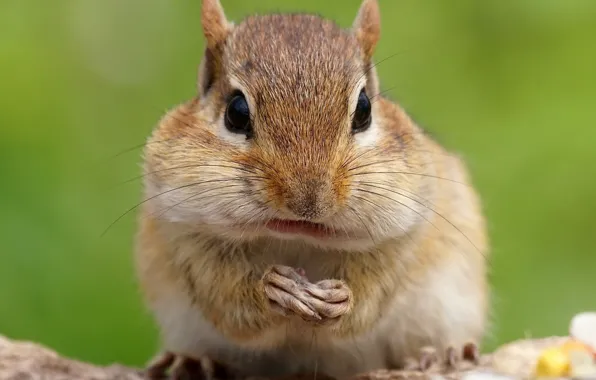 Макро, природа, chipmunk