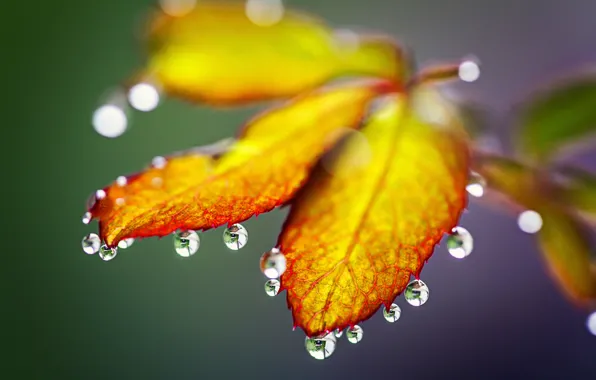 Осень, листья, капли, природа, дождь, rain, nature, autumn