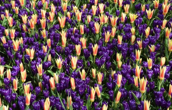 Holland, Keukenhof, Europa, Niederlande, Blumenpark