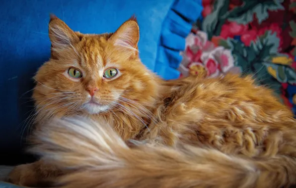 Картинка кот, взгляд, пушистый, рыжий