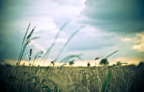Пшеница, поле, небо, макро, фон, widescreen, обои, рожь