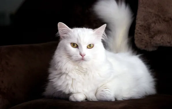 Cat, Angora Cat, Turkish Cat
