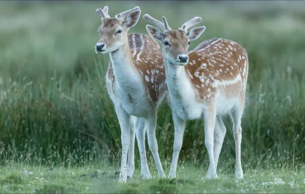 Животные, природа, пара, олени, animals, nature, two, dear