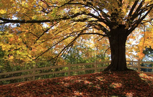 Картинка листья, осень, забор, дерево