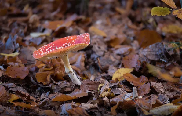 Осень, природа, грибы