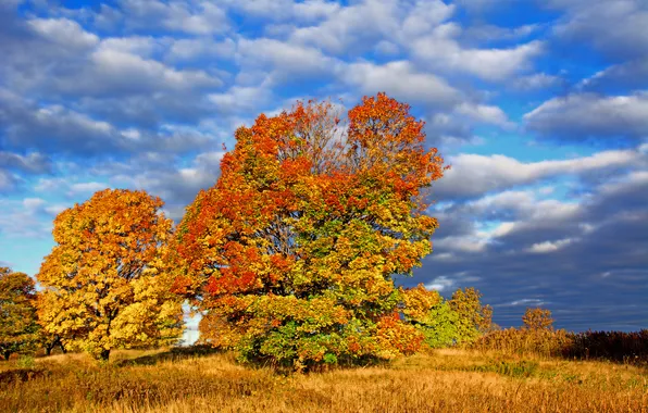 Картинка осень, небо, трава, листья, облака, деревья
