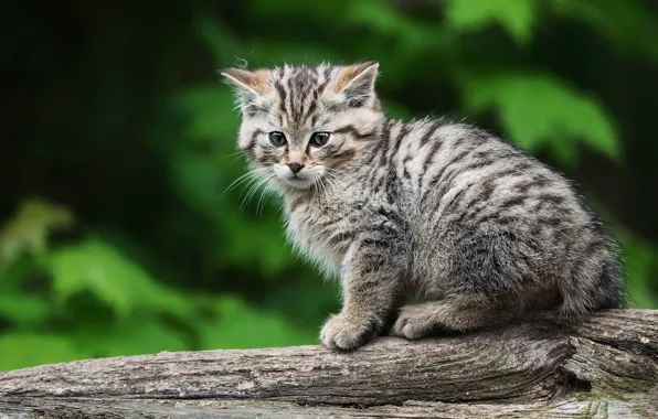 Взгляд, котенок, дикий лесной кот