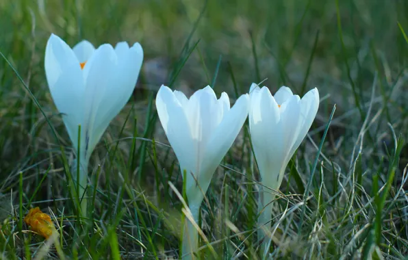 White, flower, spring, crocus