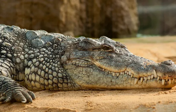 Картинка песок, отдых, спокойствие, Африка, Нильский крокодил
