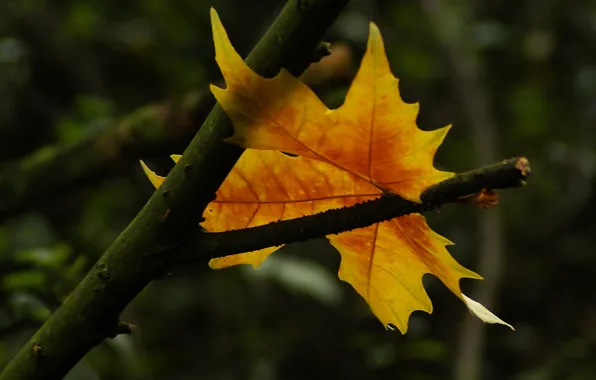 Лист, autumn, symbol