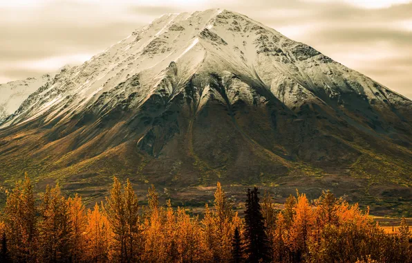 Картинка осень, лес, деревья, гора, Аляска