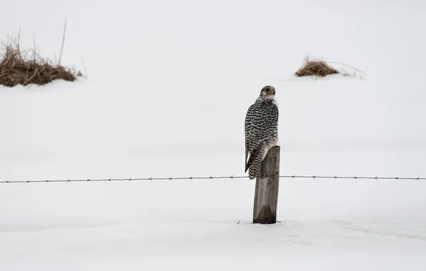 Картинка зима, птица, забор, falcon