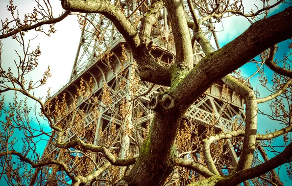 Картинка небо, ветки, дерево, Франция, Париж, Эйфелева башня, Paris, France