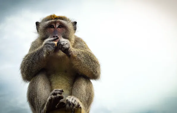 Bali, Indonesia, Bali monkey, Ulluwatu