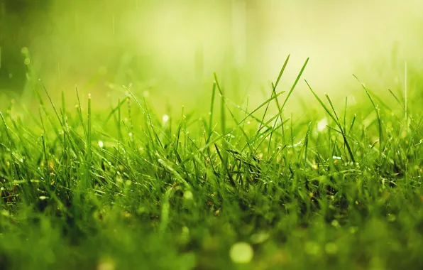 Картинка трава, капли, макро, природа, дождь